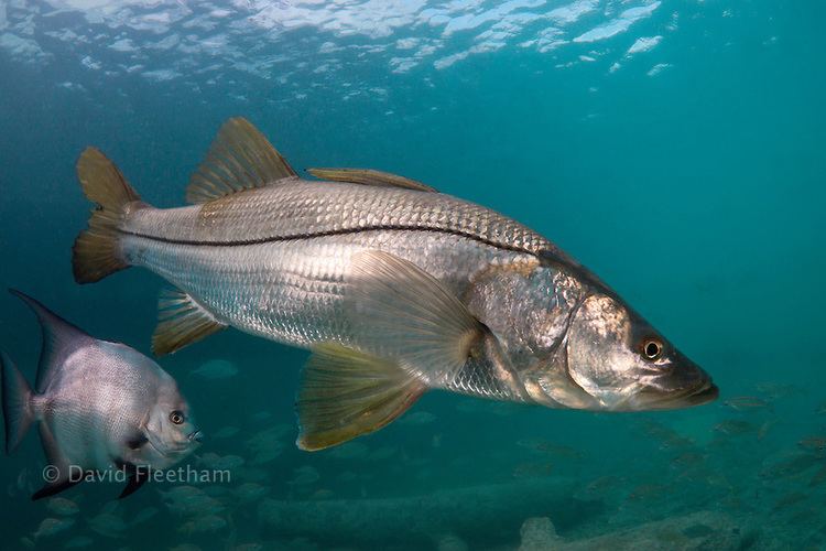 Common snook Alchetron, The Free Social Encyclopedia