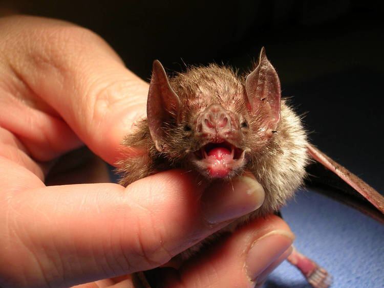 Common vampire bat Alchetron, The Free Social Encyclopedia