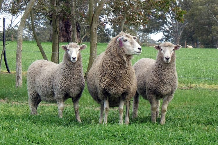 Coopworth sheep Alchetron, The Free Social Encyclopedia