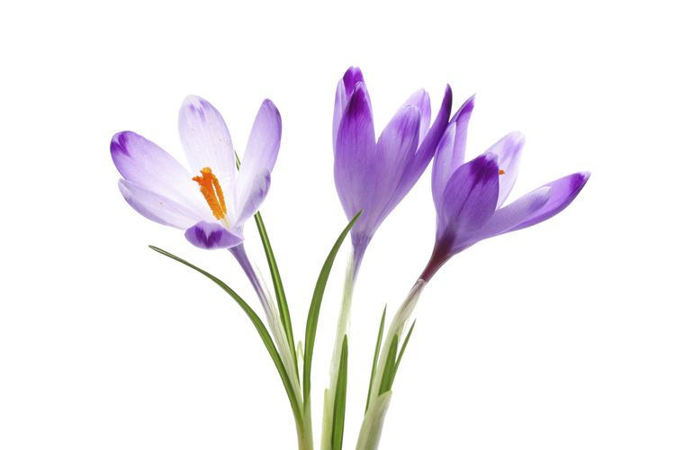 Crocus Alchetron, The Free Social Encyclopedia