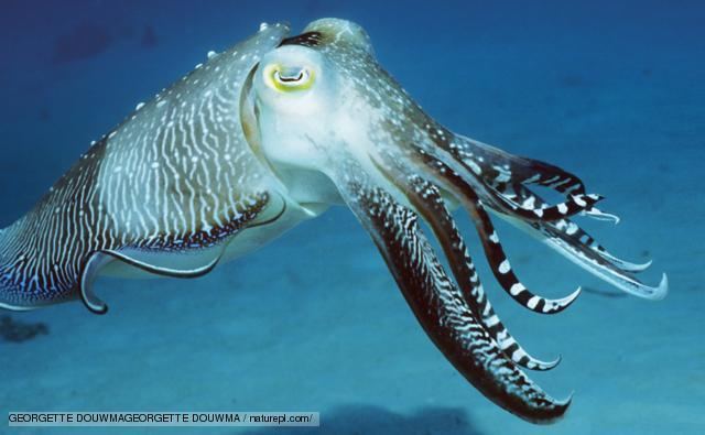 Cuttlefish Alchetron, The Free Social Encyclopedia