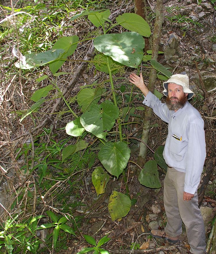 Dendrocnide Alchetron, The Free Social Encyclopedia