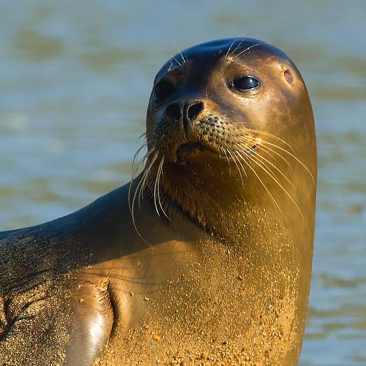 Earless seal Alchetron, The Free Social Encyclopedia