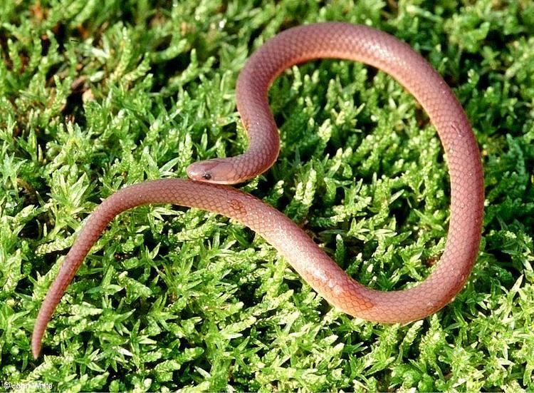 Are Worm Snakes Good For Gardens at Helen Blalock blog