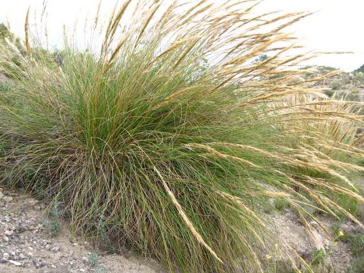 Esparto Alchetron, The Free Social Encyclopedia