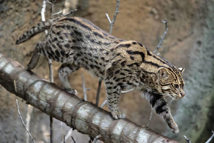 Fishing cat Alchetron, The Free Social Encyclopedia