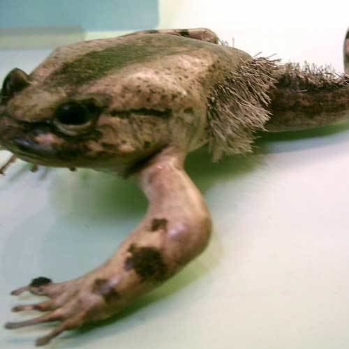 Hairy frog Alchetron, The Free Social Encyclopedia