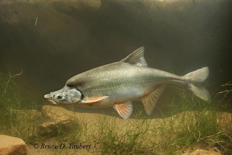 Humpback chub Alchetron, The Free Social Encyclopedia