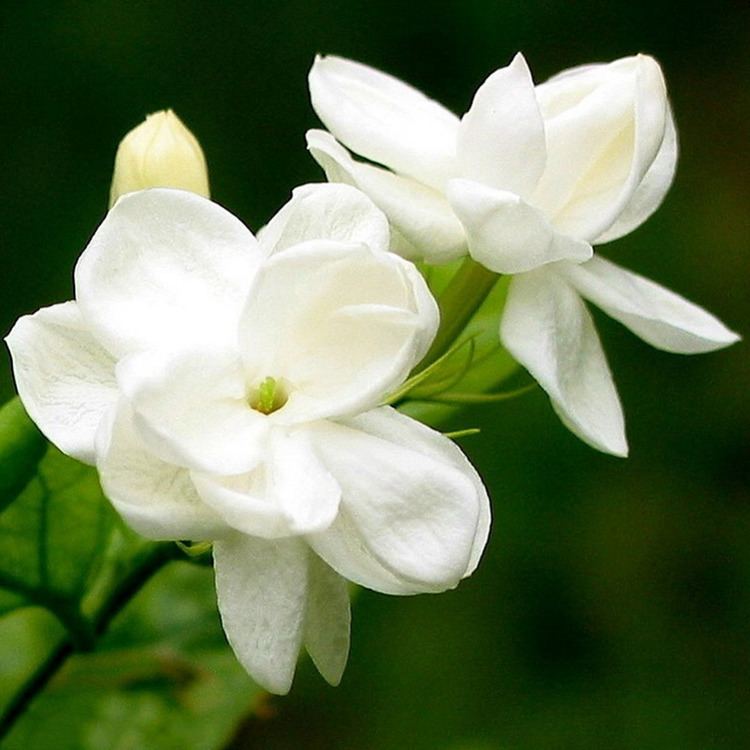 Jasmine Alchetron, The Free Social Encyclopedia