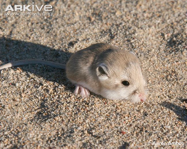 Kangaroo mouse Alchetron, The Free Social Encyclopedia