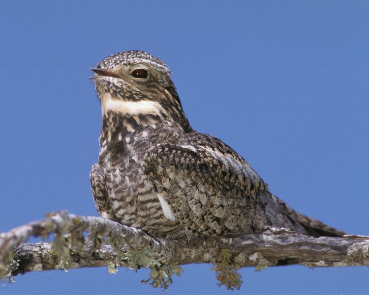 Lesser nighthawk Alchetron, The Free Social Encyclopedia