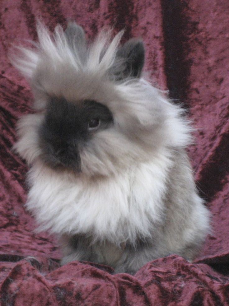 Lionhead rabbit Alchetron, The Free Social Encyclopedia