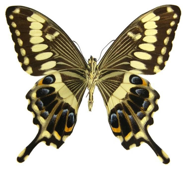 Papilio - Alchetron, The Free Social Encyclopedia
