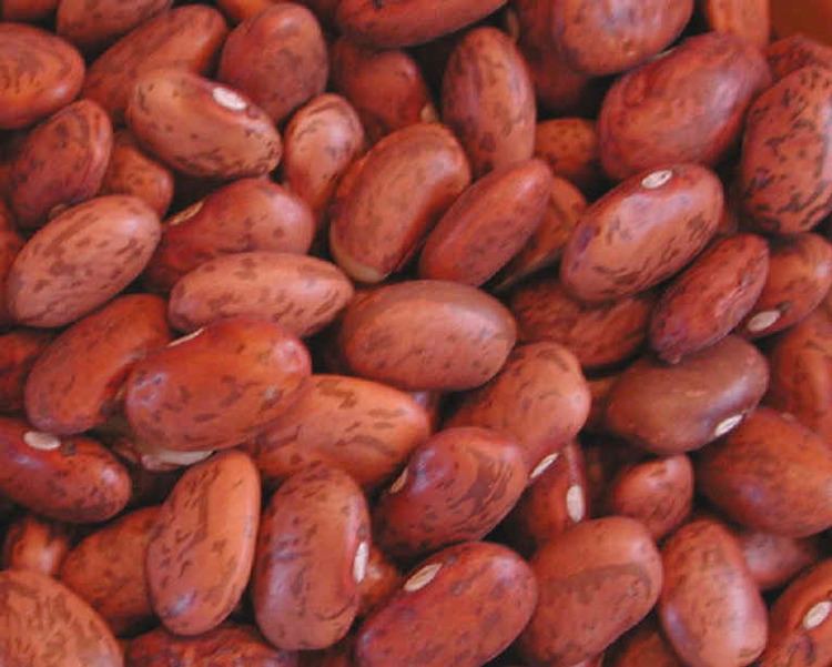 Pinto bean Alchetron, The Free Social Encyclopedia