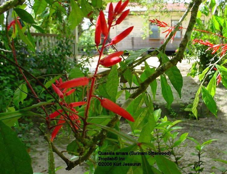 Quassia amara Alchetron, The Free Social Encyclopedia