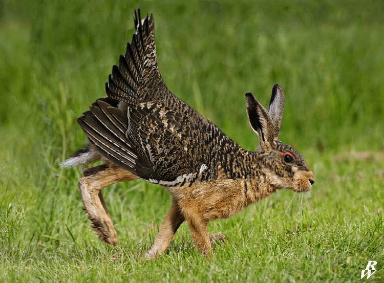 Skvader Alchetron, The Free Social Encyclopedia