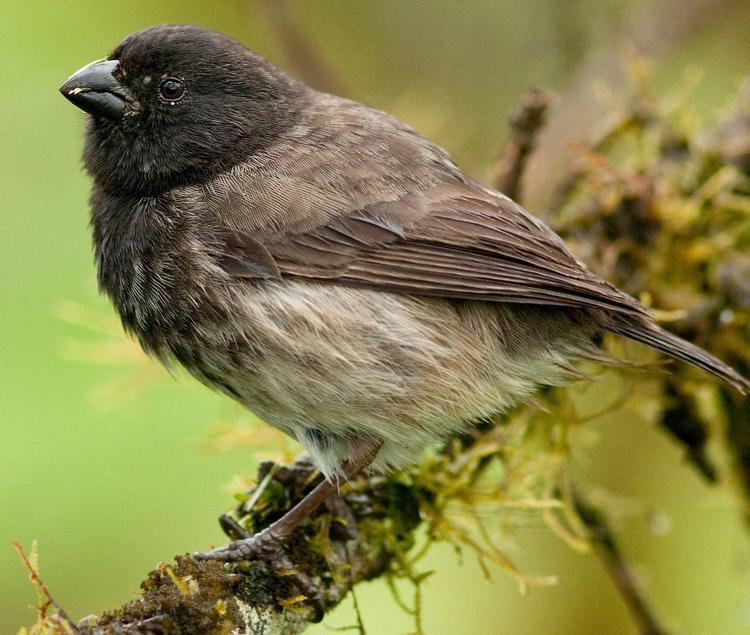 Small tree finch Alchetron, The Free Social Encyclopedia