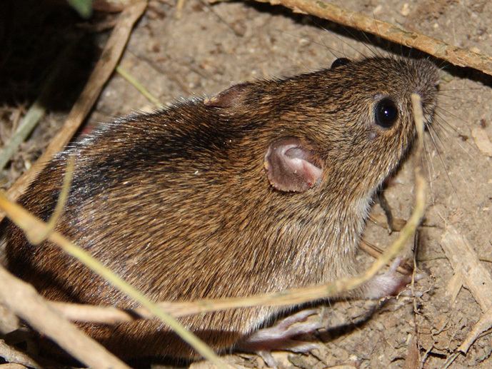 Striped field mouse Alchetron, The Free Social Encyclopedia