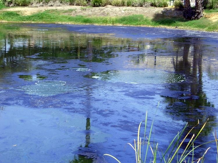 Tar pit Alchetron, The Free Social Encyclopedia