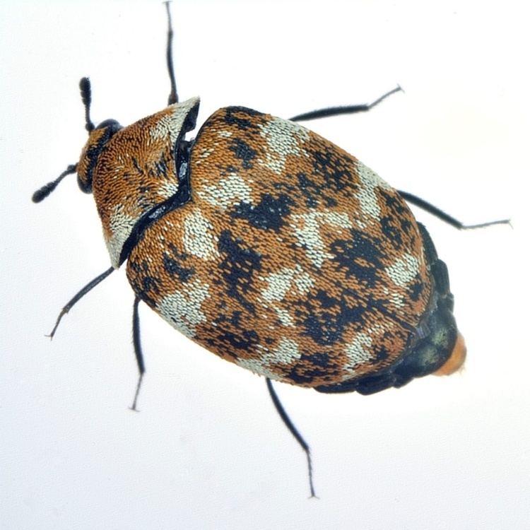 Varied carpet beetle Alchetron, The Free Social Encyclopedia
