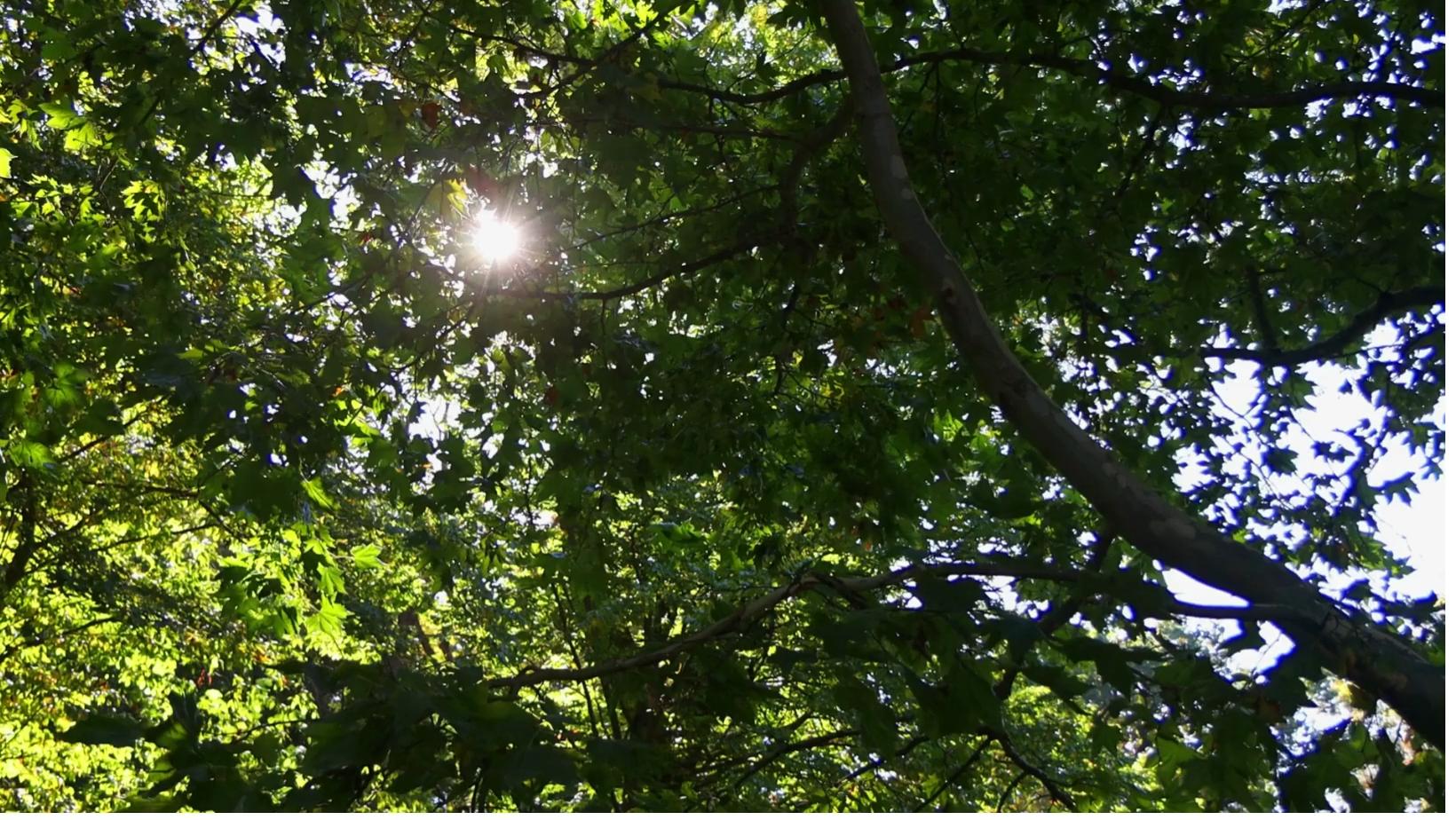 Licensed and Insured Tree Care Service Middletown, CT