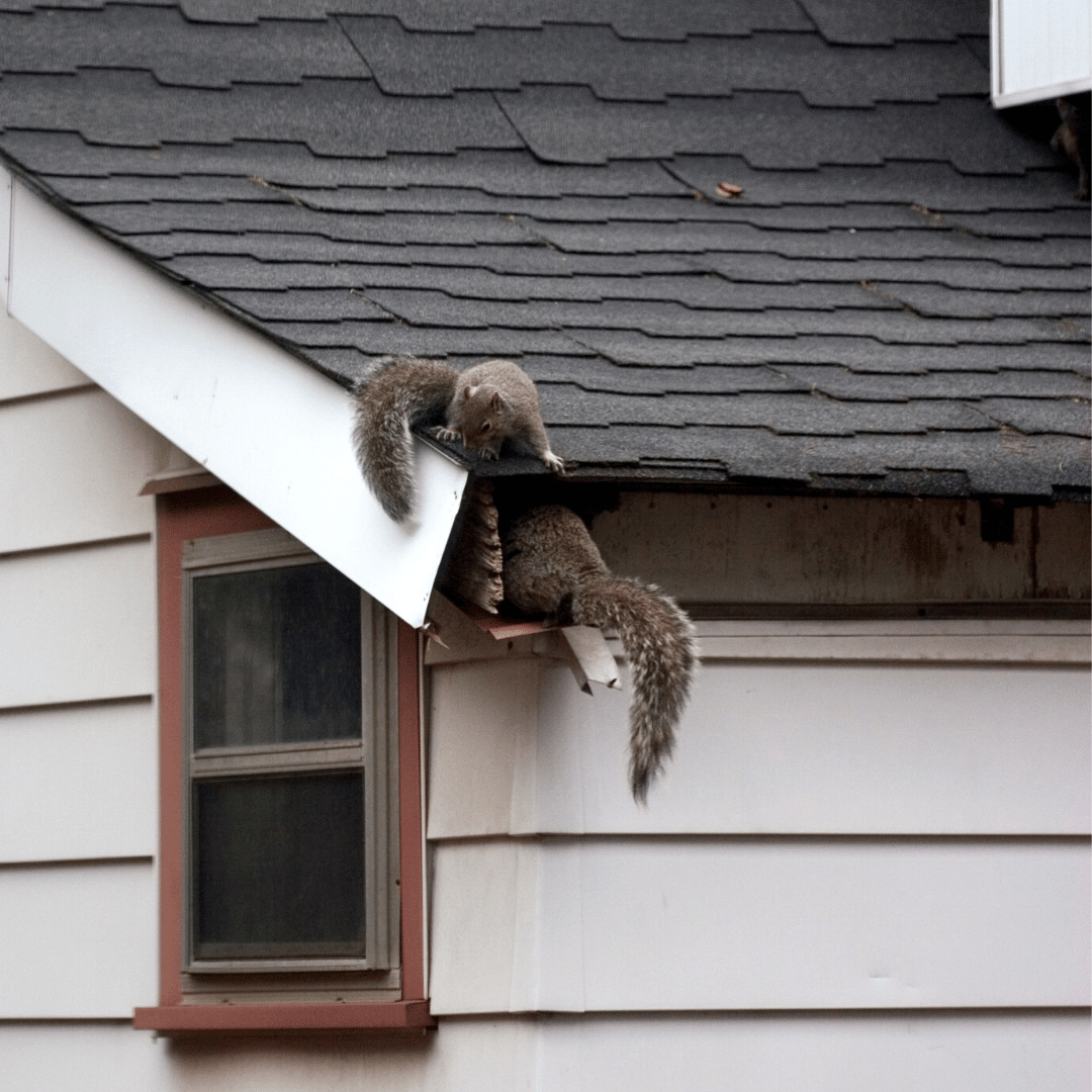 Critters In Your Attic Alcon Pest Control Services