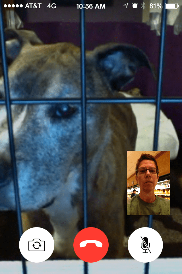 How to Monitor Your Dog At Home Using Facetime, an iPhone, and a