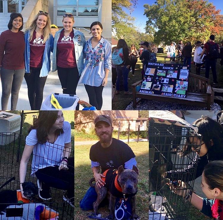 Pace Student Chapter Works with Local Animal Rescue to Get Animals