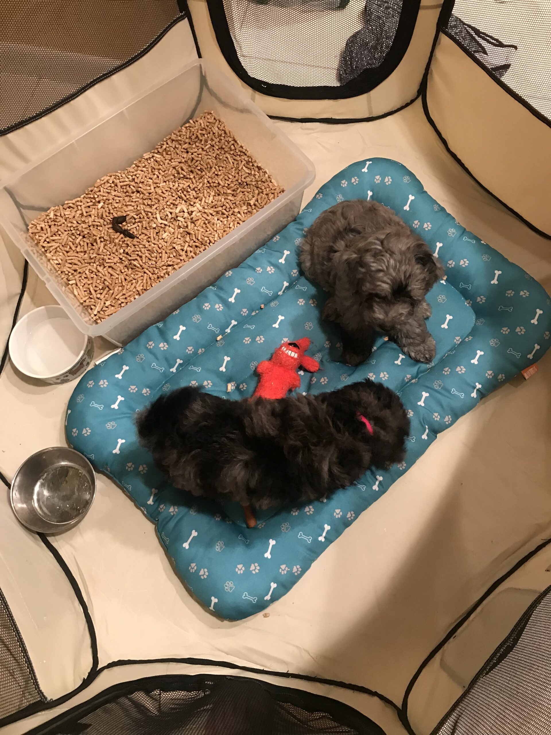 Litter box training aldoodles