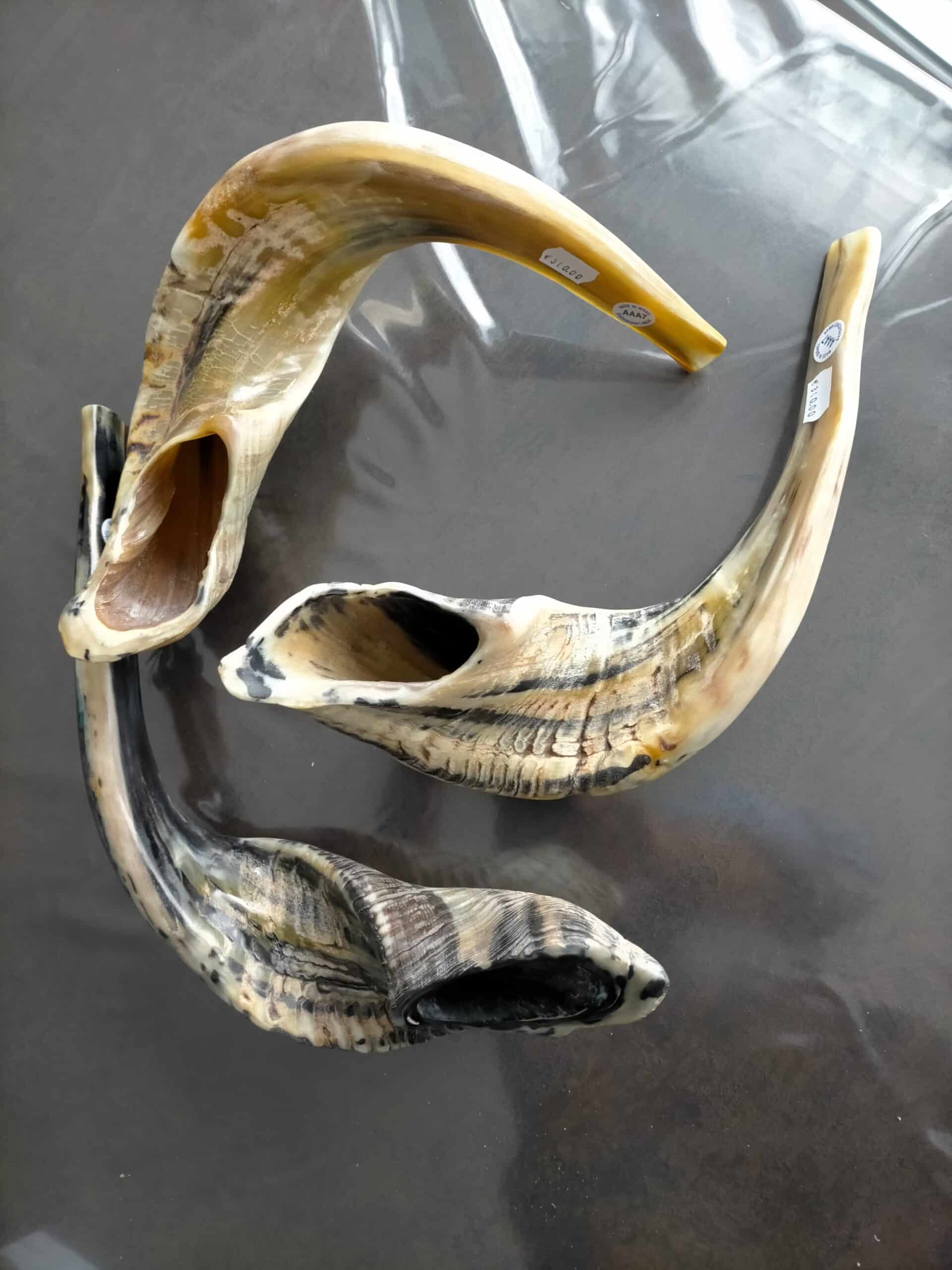 Shofar modèle AAA7 (53 À 59cm) corne de bélier (Shofarot Israël