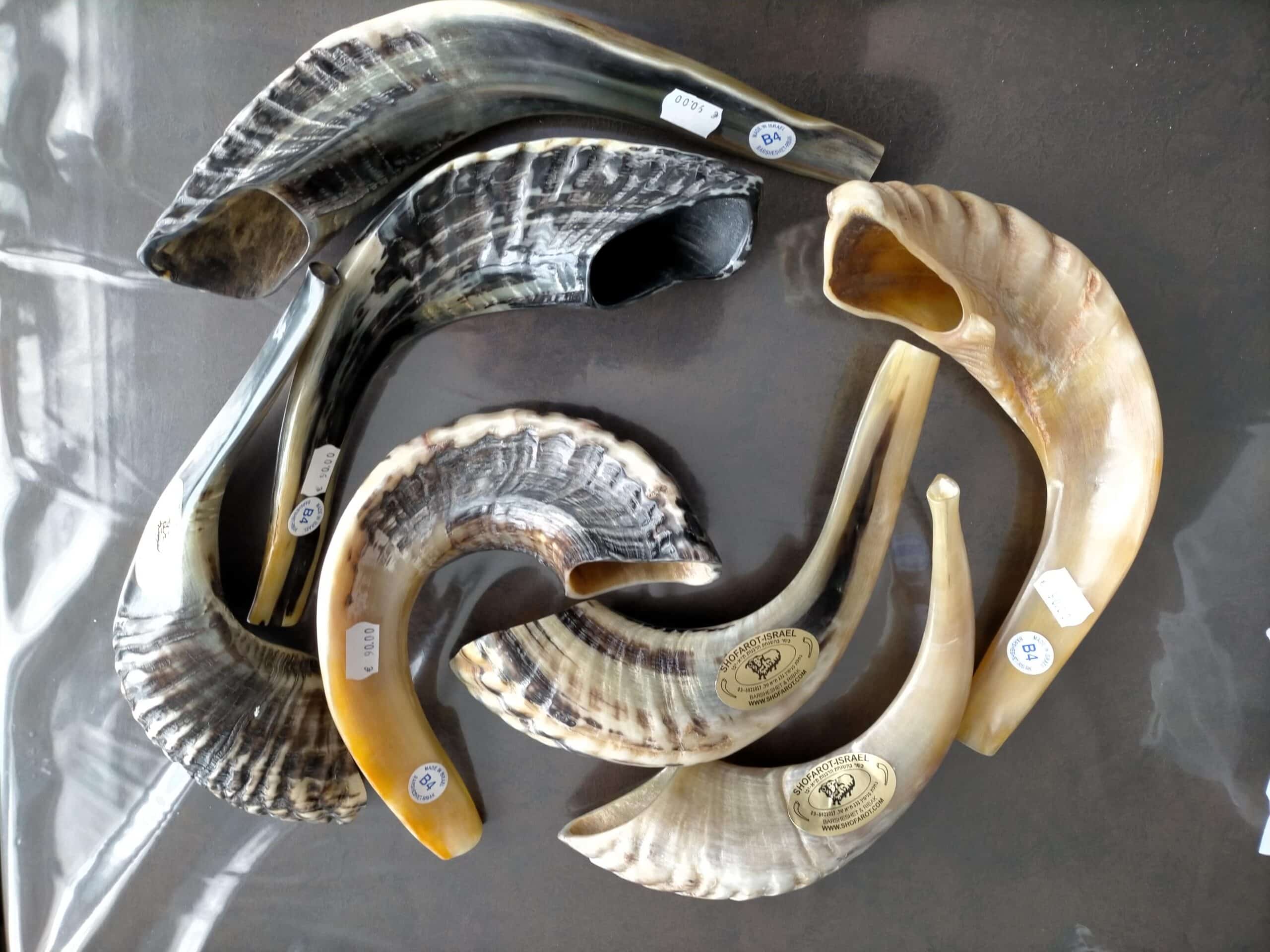 Shofar modèle B4 (3841cm) corne de bélier (Shofarot Israël