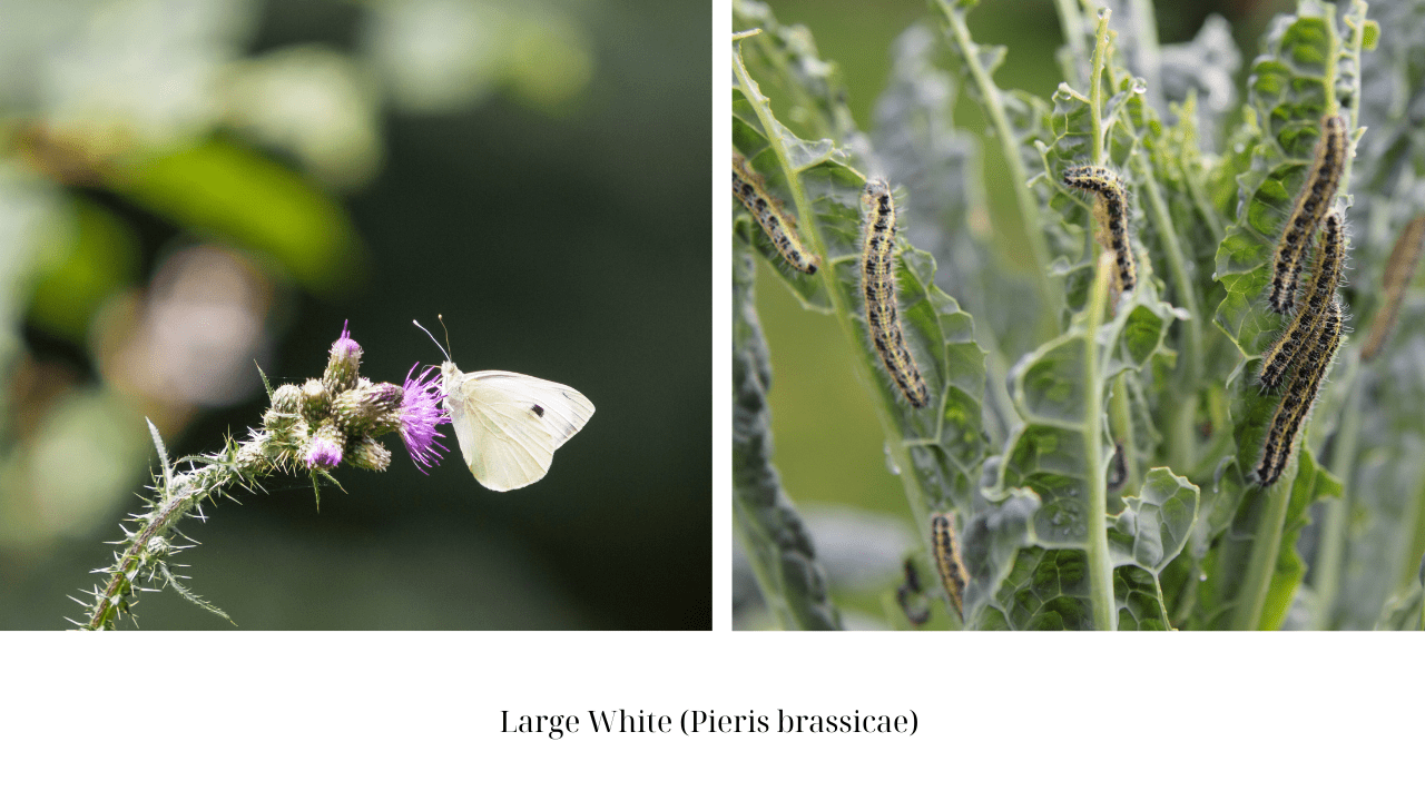 The Vital Role of Butterflies and Caterpillars in Ecosystems Beyond