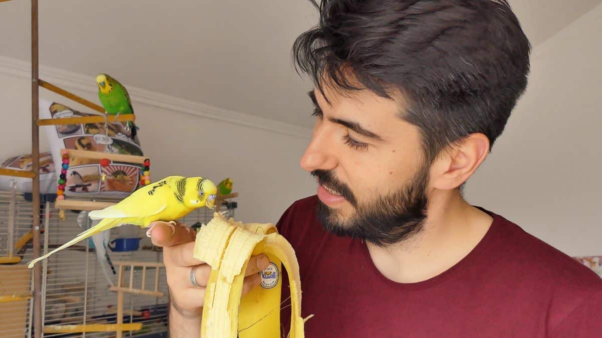 Can Parakeets Eat Bananas? Is it safe Parakeet Fruits?