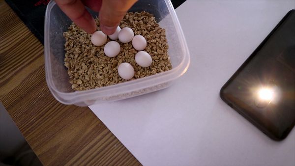 BUDGIE EGG CANDLING BUDGIE CHICK DEVELOPMENT STAGES