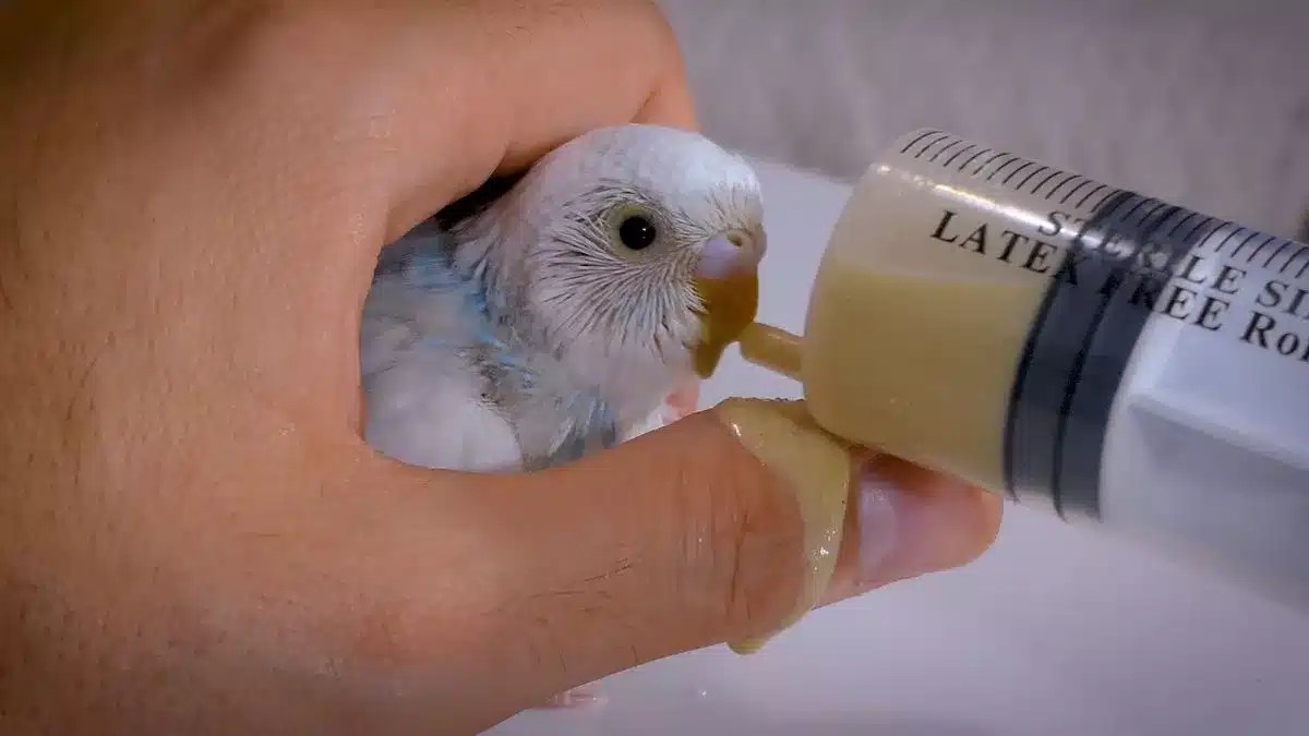 How To Make Hand Feeding Formula For Baby Budgies