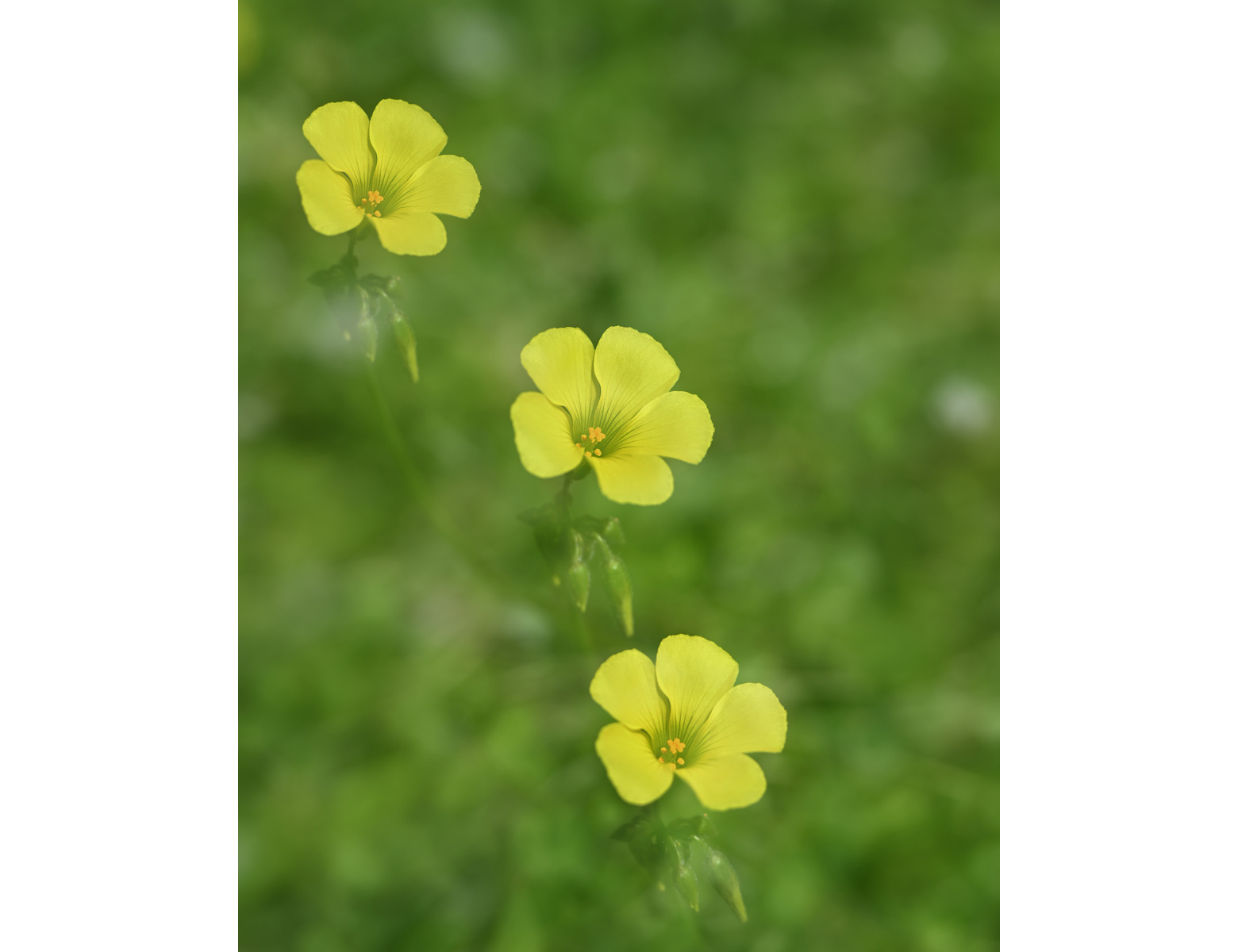 Incamera multiple exposure for botanical photography It is all about the light