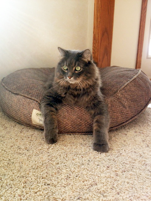 Cat Scratch with Jasper Snoring Problems A Letter To My Cat