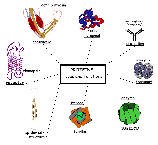 Top 32+ Stock Photos what are proteins that act as biological catalysts Updated