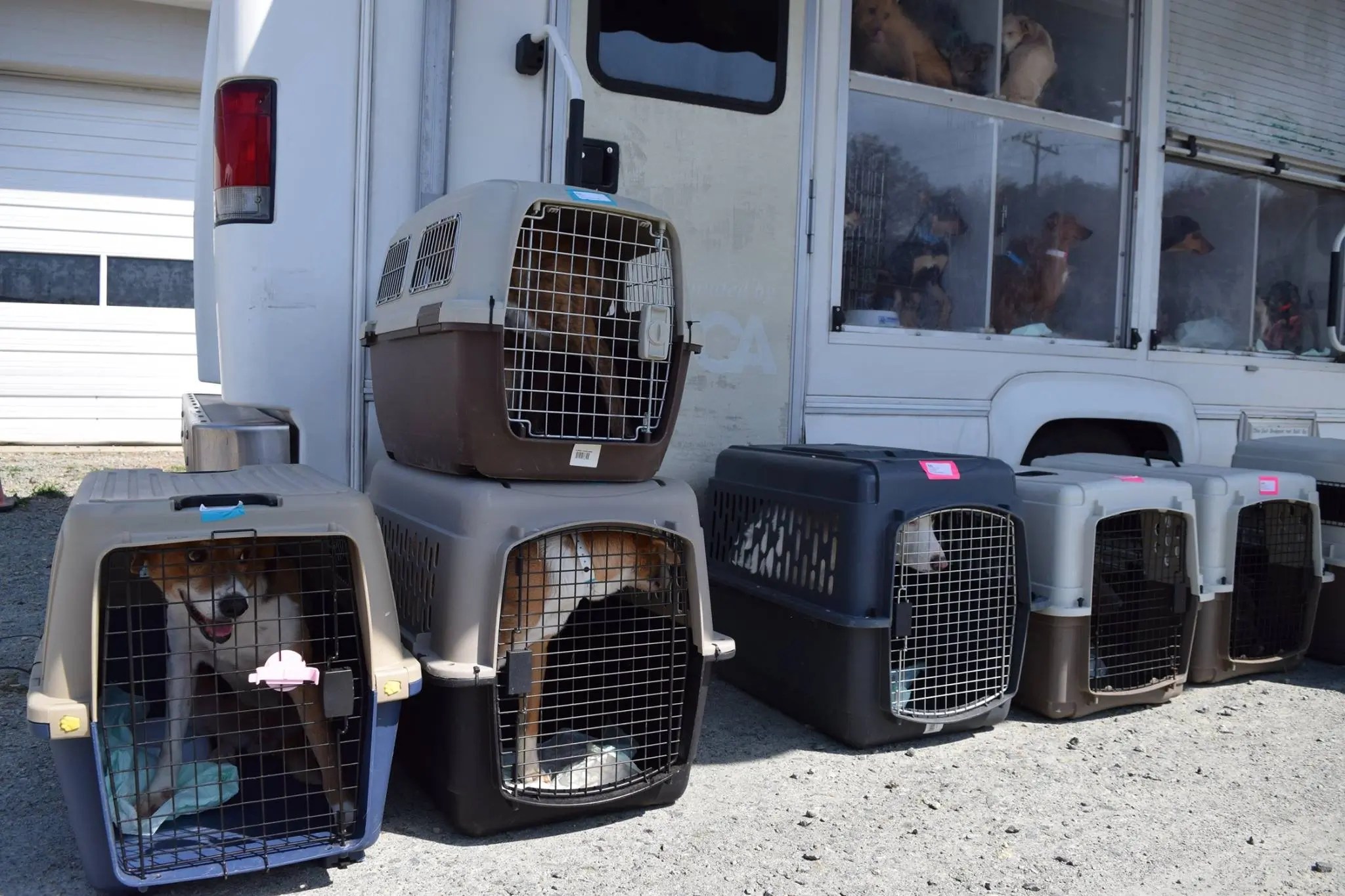 Animals Across the Country Find Homes in Alexandria Alexandria Animals