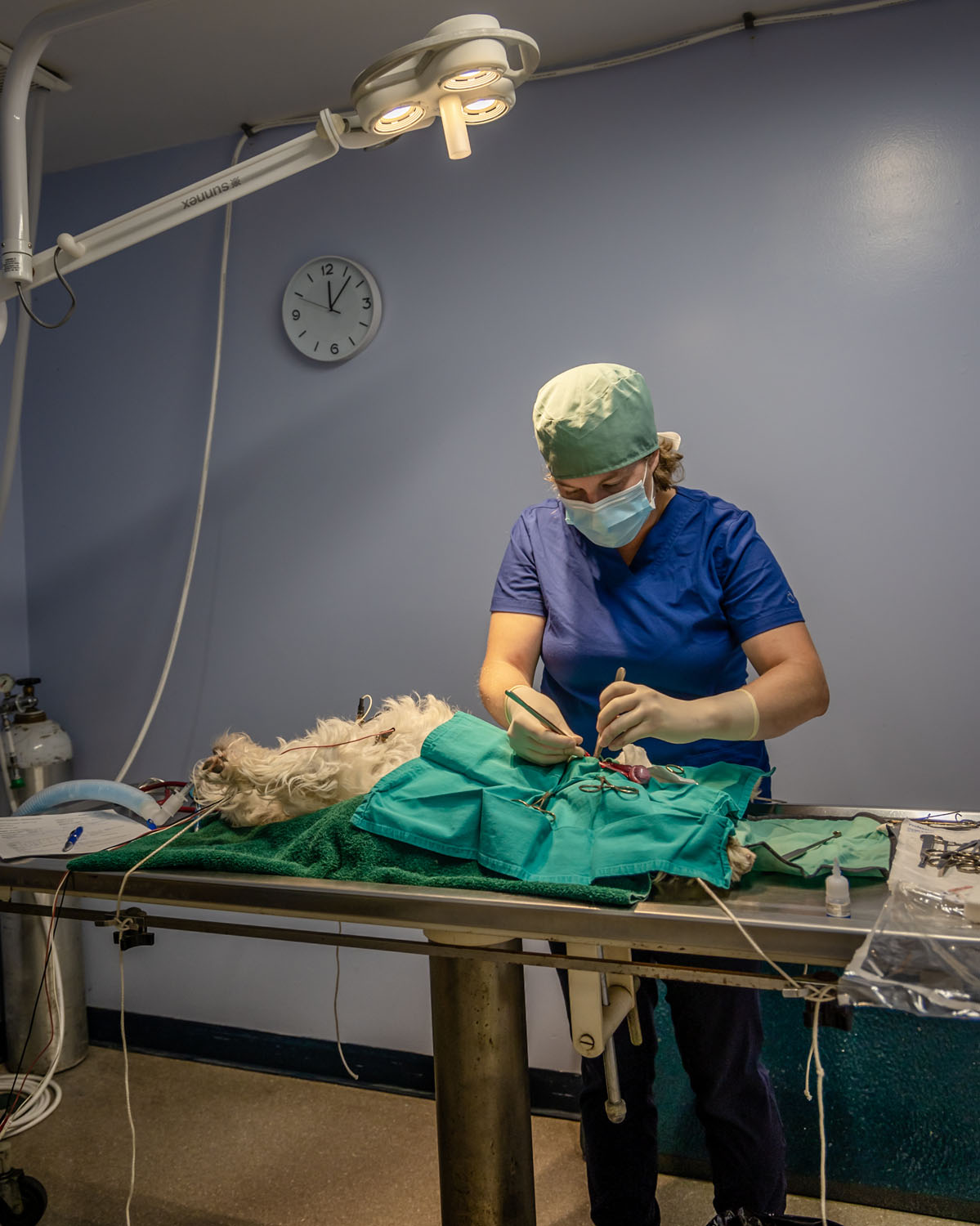 Gallery Alexandria Veterinary Clinic