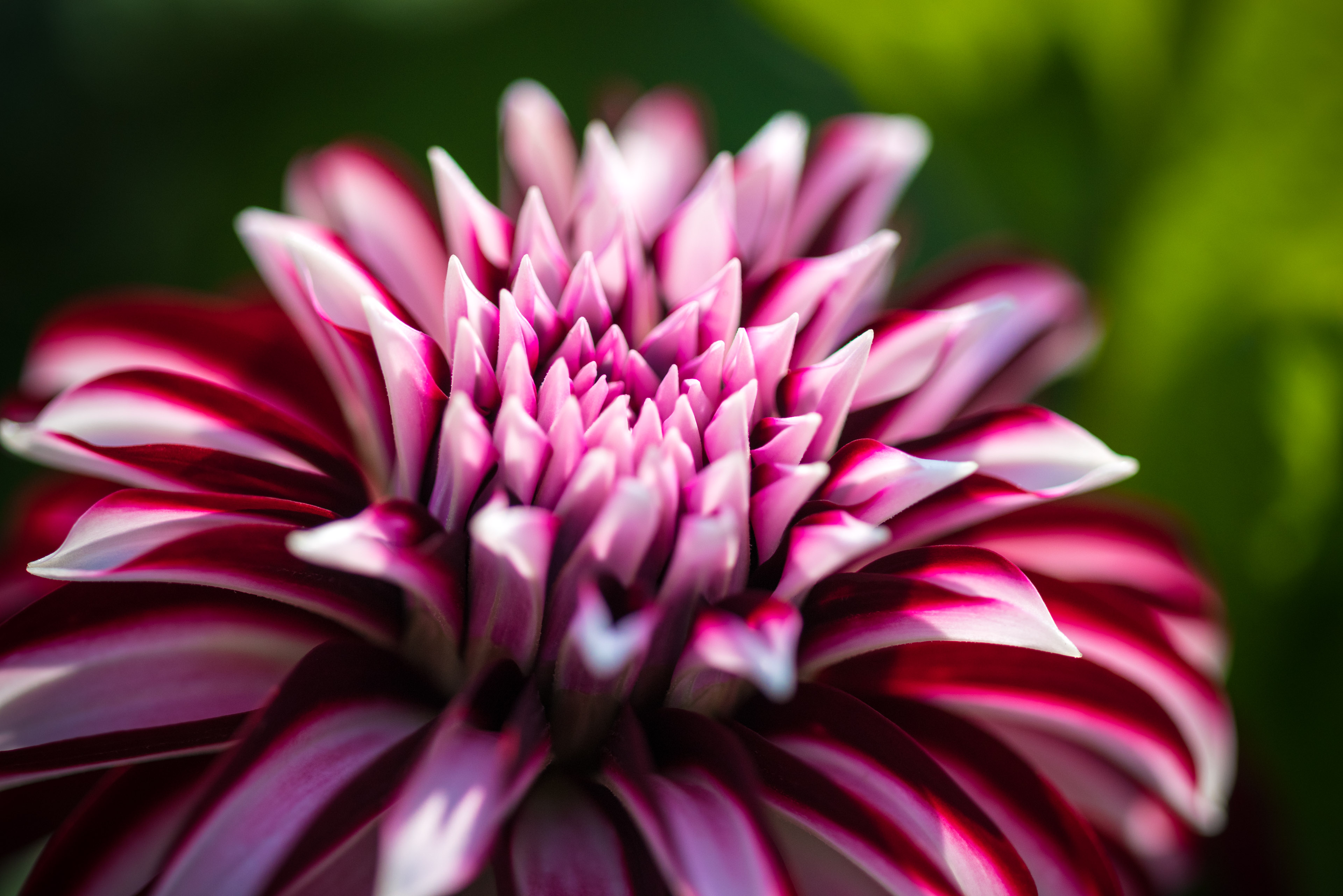 Dahlia Dell at Golden Gate Park Alex Chow