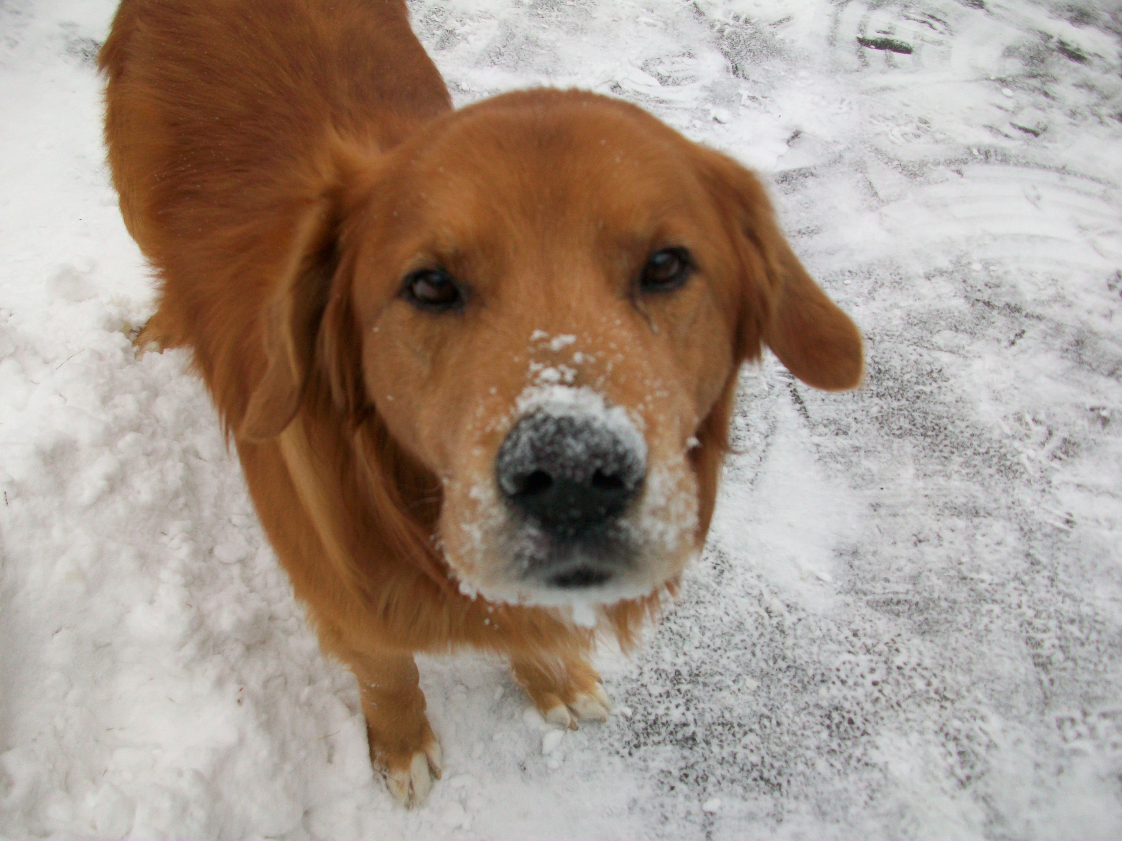 The dilemma of the lucky dog, Cooper Alexis Grant