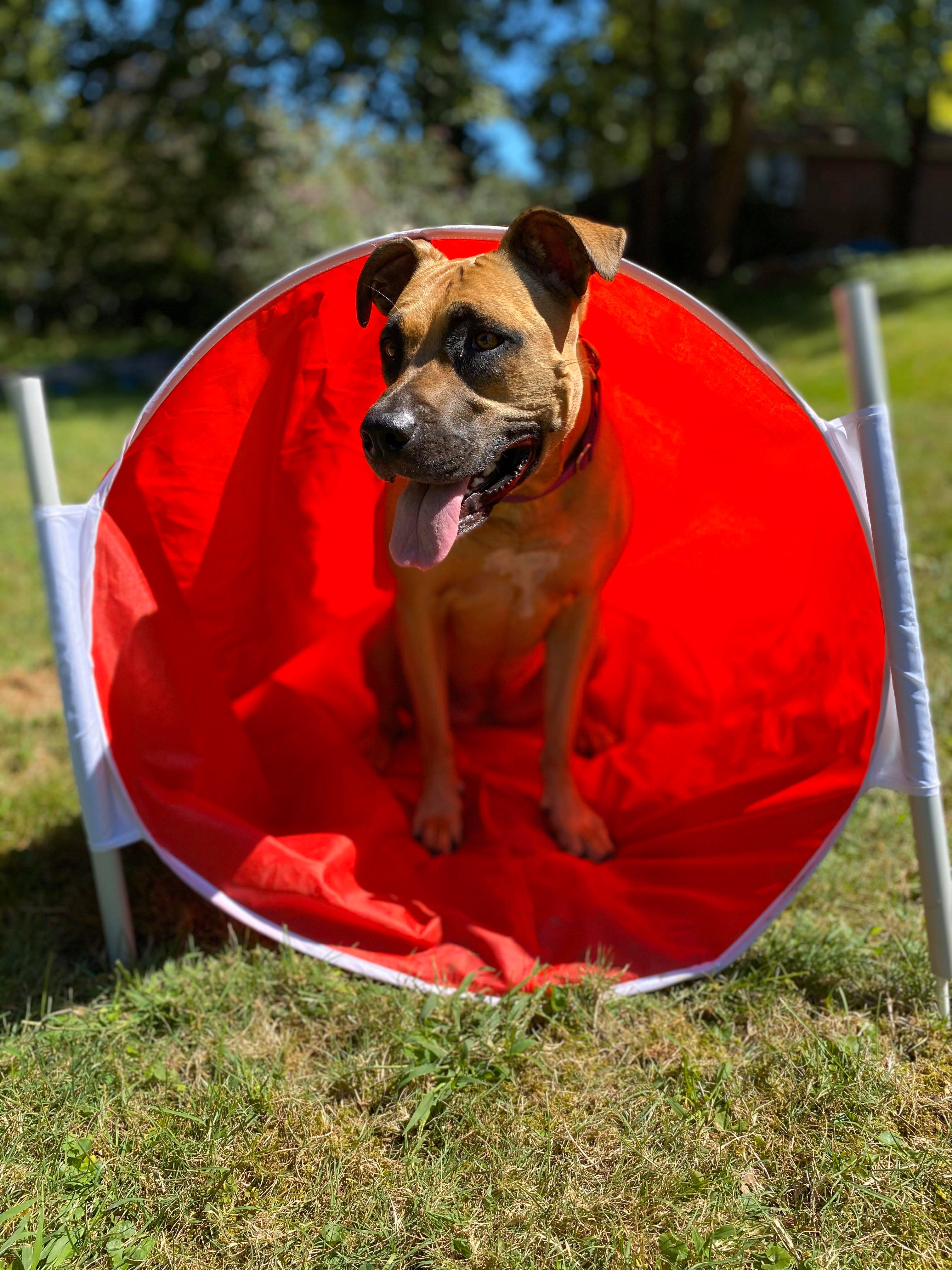 Dog Training Services