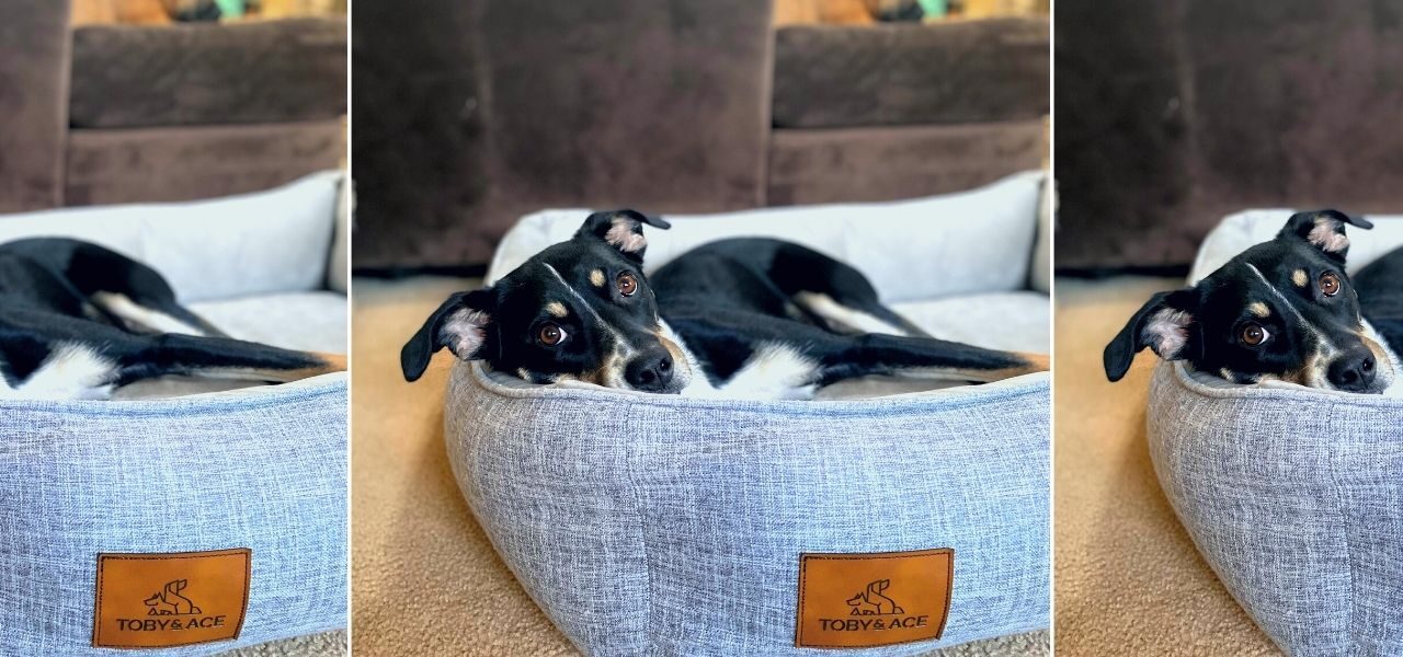 Place Dog Command The Most UnderRated, UnderTaught Obedience Command