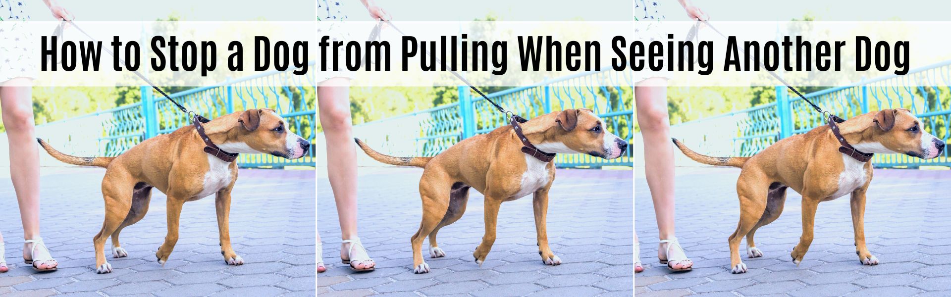 How to Stop a Dog from Pulling When Seeing Another Dog