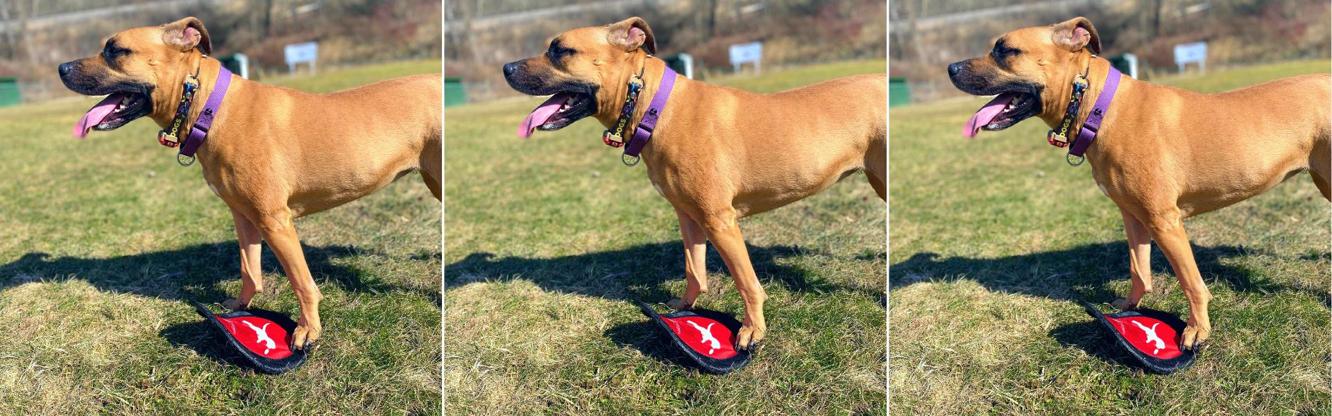 Best Shock Collar Tom Davis 280C Review