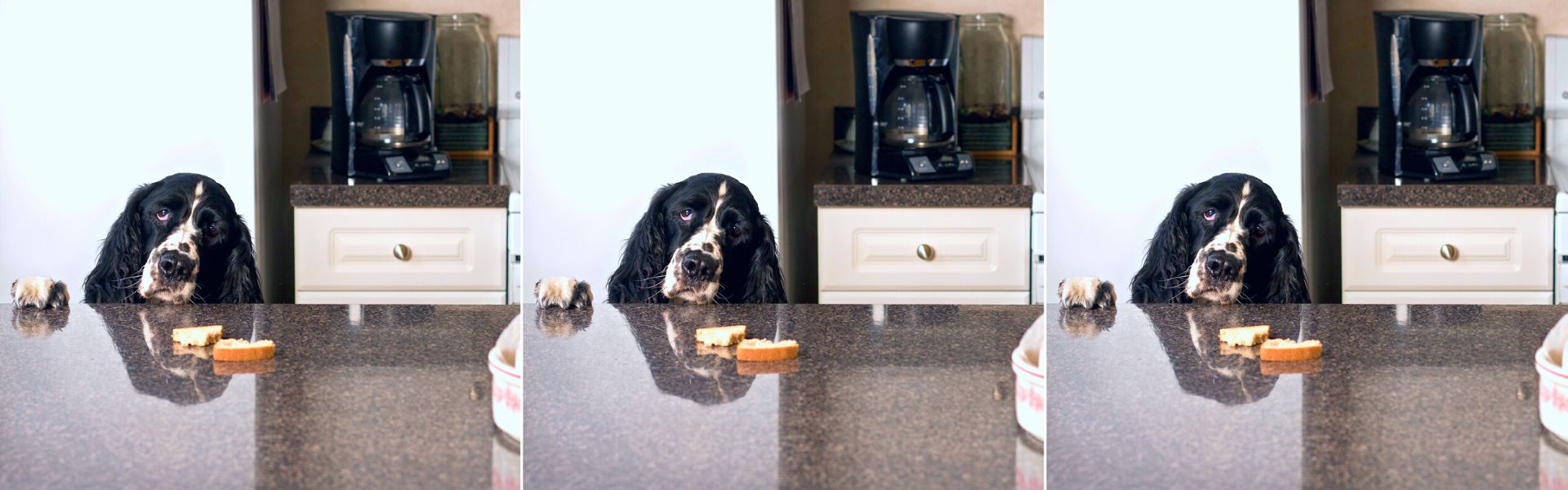How To Stop Dogs Jumping Up On Countertops
