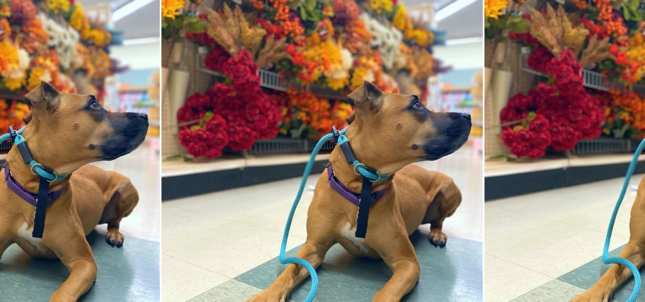 How to Use a Slip Leash