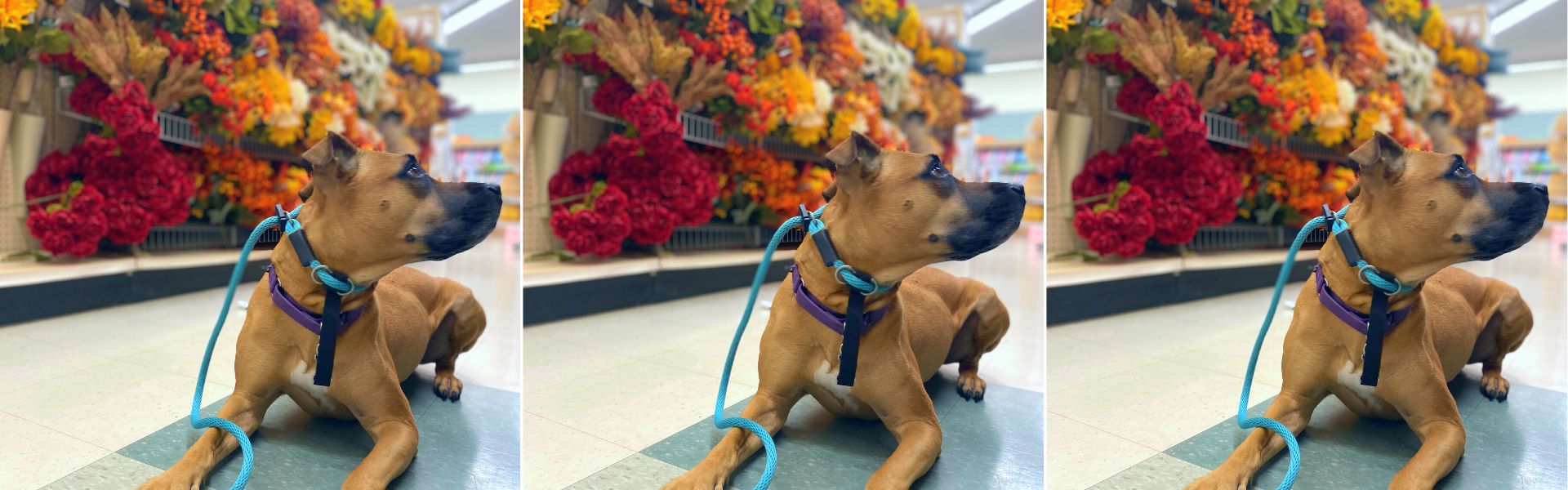 How to Use a Slip Leash