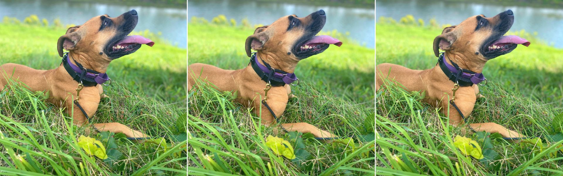 Simplest Beginner’s Guide for Using an E Collar for Dog Training